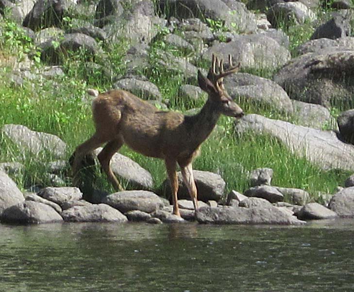 photo-10-the-riverside-mule-deer-buck
